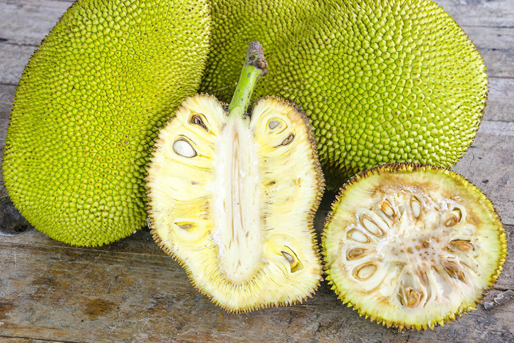 Jackfruit är en av världens största frukter. Foto: IBL Jackfruit är en av världens största frukter. Foto: IBL