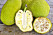 Jackfruit är en av världens största frukter. Foto: IBL