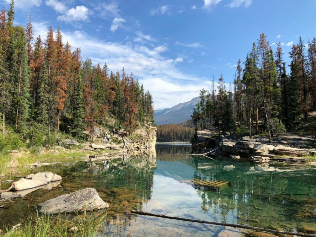 Jasper nationalpark, stenbocken