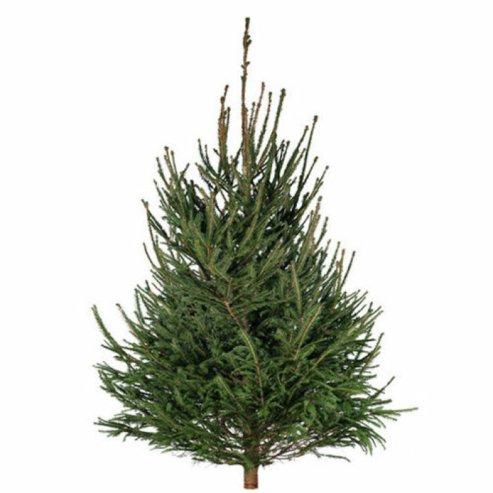 julgran från åhlens