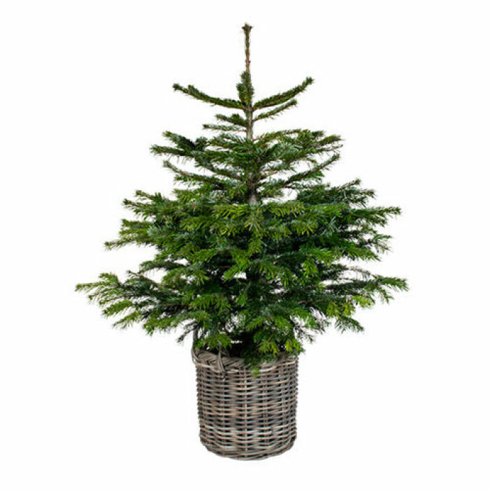 julgran i kruka