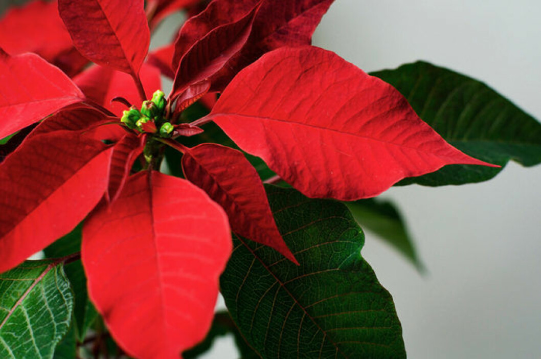 Skötselråd för julstjärna