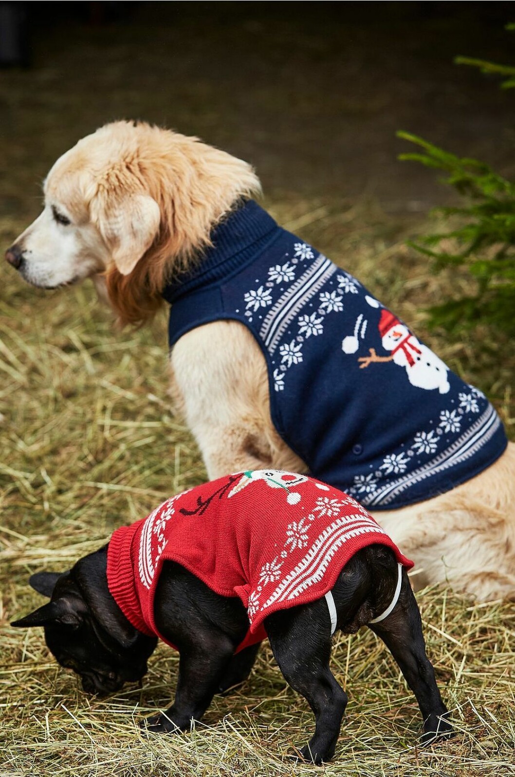 hund tröja jul