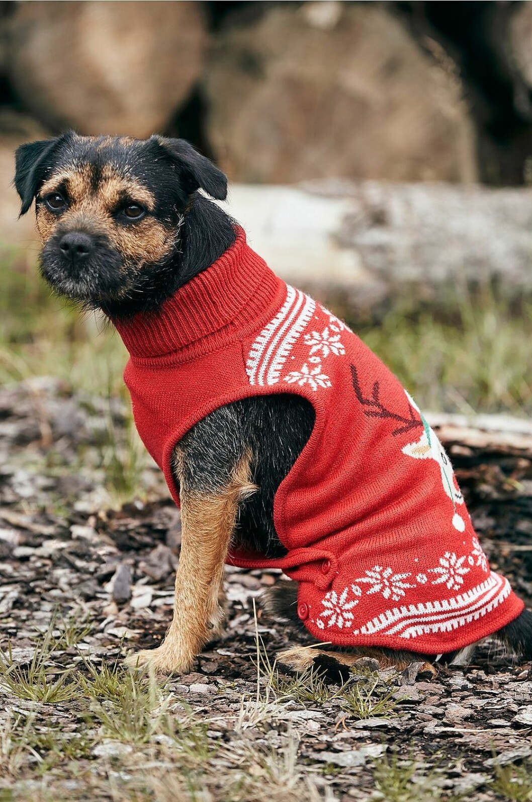 julkläder hund