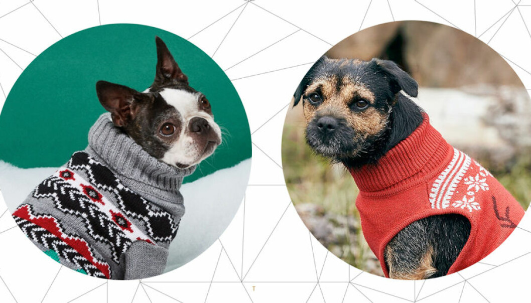 Hundkläder till jul – som får alla runtomkring att smälta