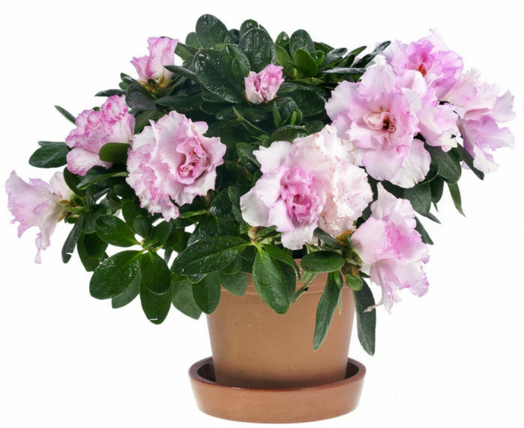 Foto: IBL Vacker rosa azalea i kruka