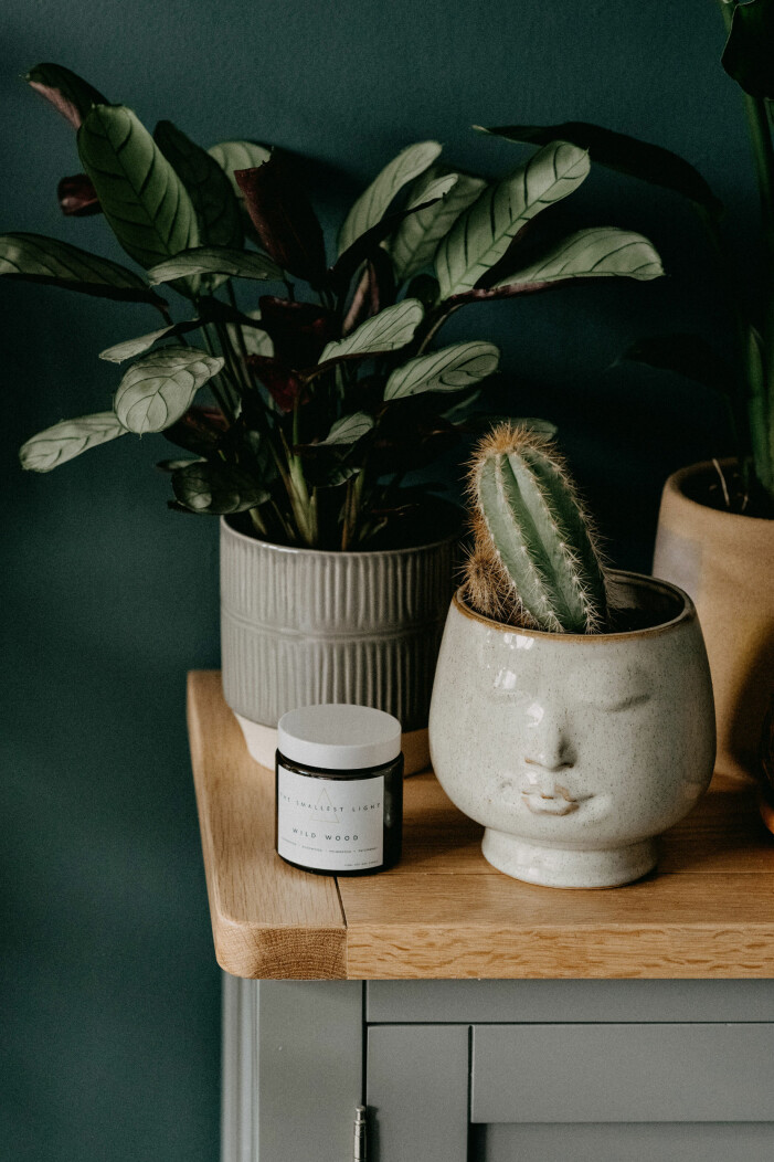 En kaktus klarar av torrare jord och blir lätt mottaglig för skador om du vattnar för mycket. Foto: Unsplash. Så fräschar du upp dina krukväxter