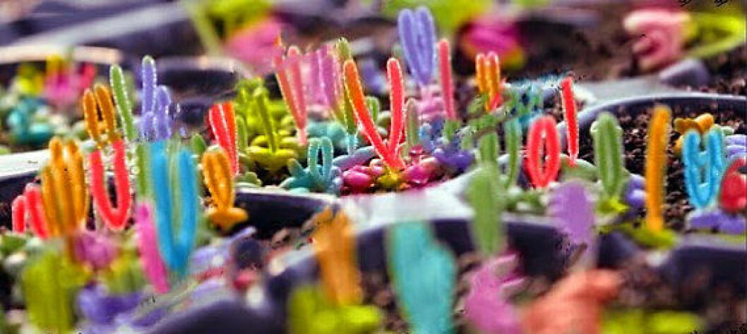 Foto via: <a href="https://www.aliexpress.com/store/product/30-Seeds-Dicrocaulon-Ramulosum-Very-Beautiful-Color-Succulent-Plants-Will-Grow-Out-just-like-littile-Rabbit/406915_1305854783.html" target="_blank" rel="noopener">Aliexpress</a>