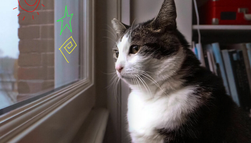 Älskade katter