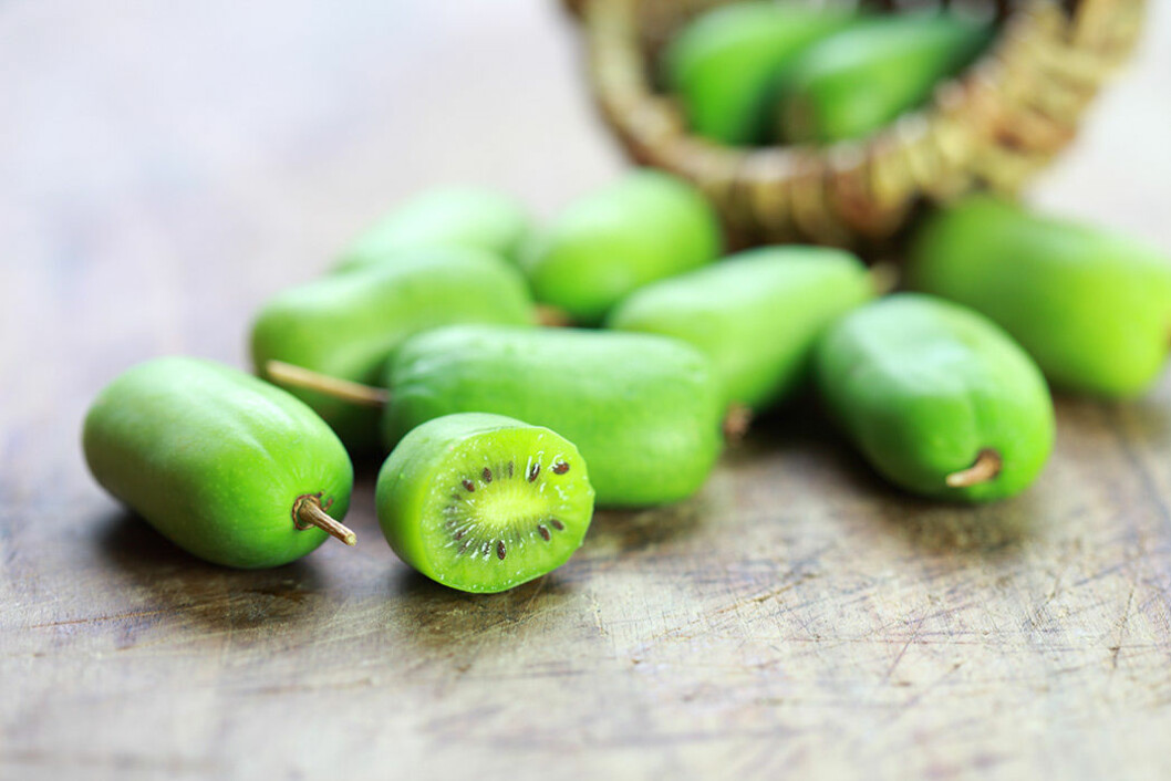 Kiwibäret nergi (Actinidia arguta). Foto: Shutterstock Kiwibäret nergi (Actinidia arguta). Foto: Shutterstock
