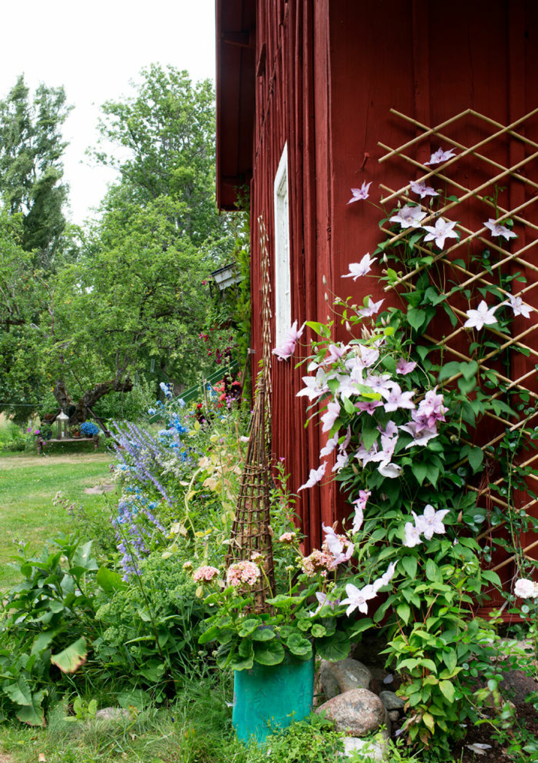 FOTO: ANNE NYBLÆUS Bilden publicerades ursprungligen i hemma hos-reportaget <a href="https://www.elle.se/decoration/hemma-hos-blomstrande-blandning-i-sommarparadiset/">Blomstrande blandning i sommarparadiset</a> klematis-sommarstuga-odla-foto-anne-nyblaeus