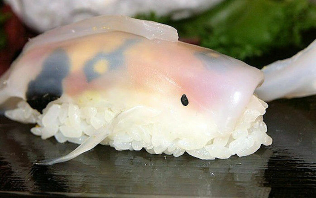 koi-fisk-sushi-2