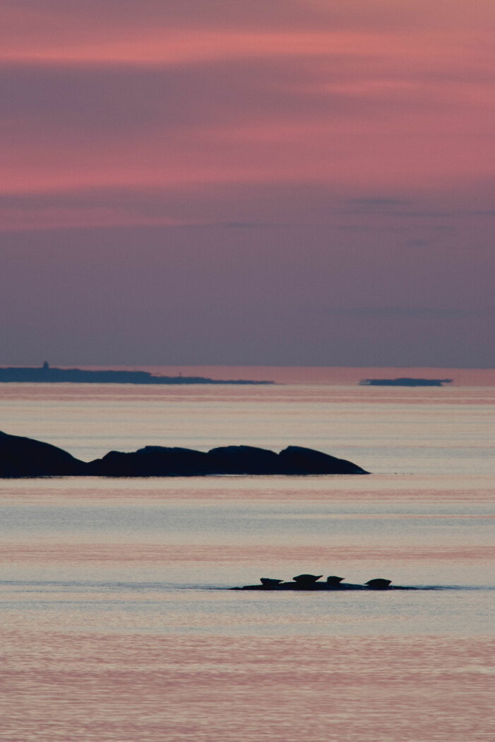 Solnedgång i Kosters nationalpark med vy av knubbsälar