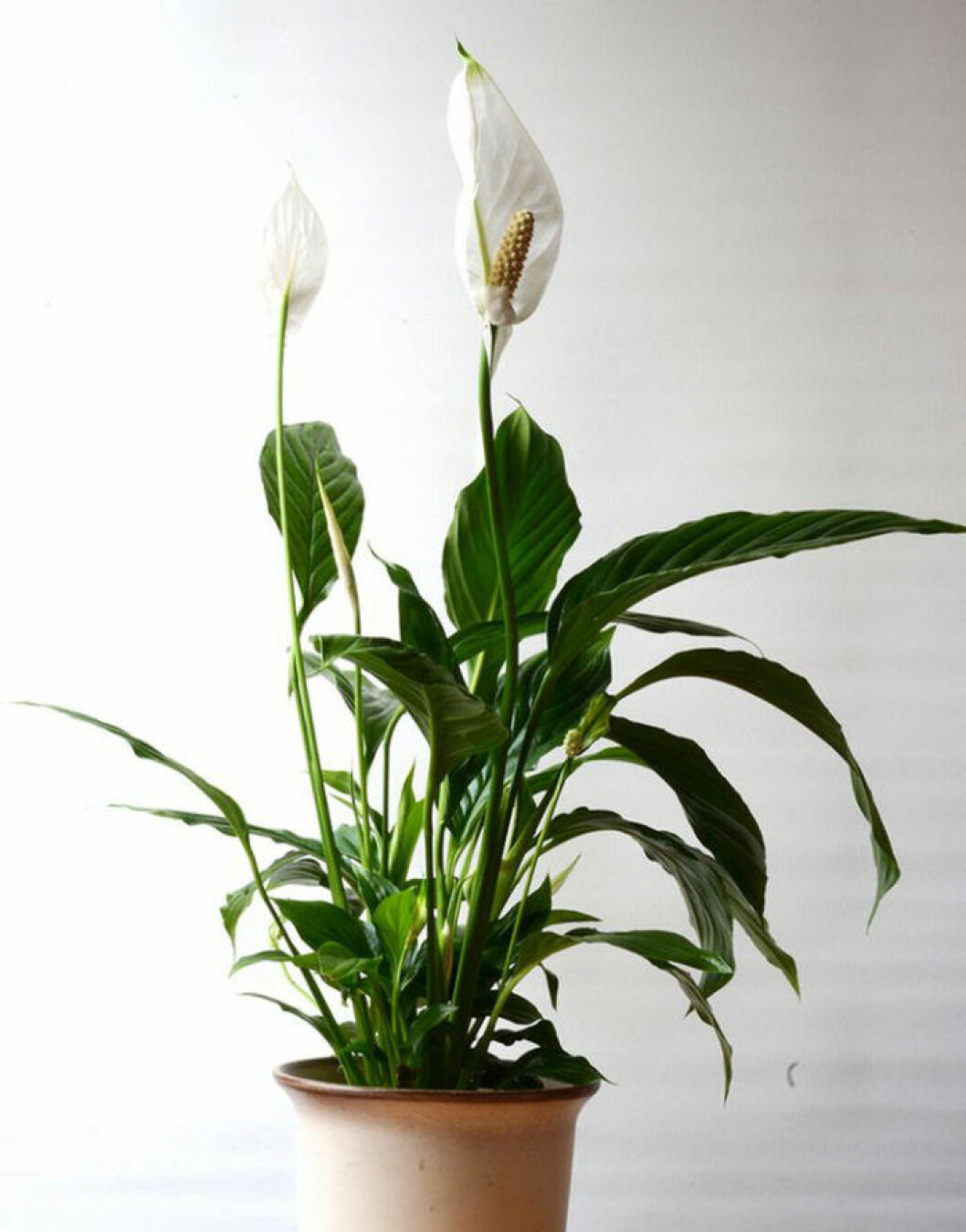 Foto: <a href="http://www.epicgardening.com/peace-lily-care/" target="_blank" rel="noopener">Epic garden</a> Fredskalla i kruka