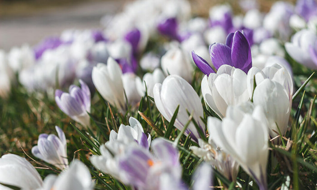 Krokus