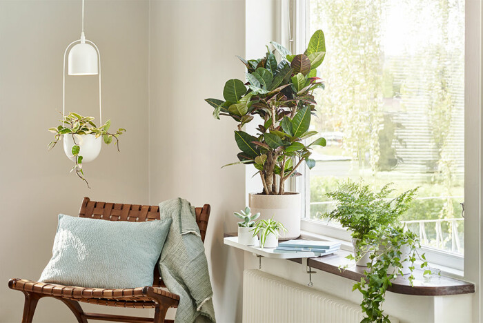 Addera mer grönt i hemmet i vår. Foto: Plantagen krukväxter och grönska i inredningen är trendigt 2021