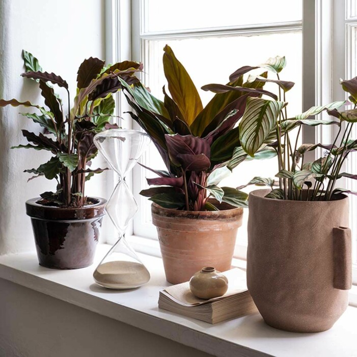 Orolig för att växterna inte håller sig i skick när du är bortrest? Testa underbevattning! Foto: Interflora. Självbevattningssystem du kan göra själv