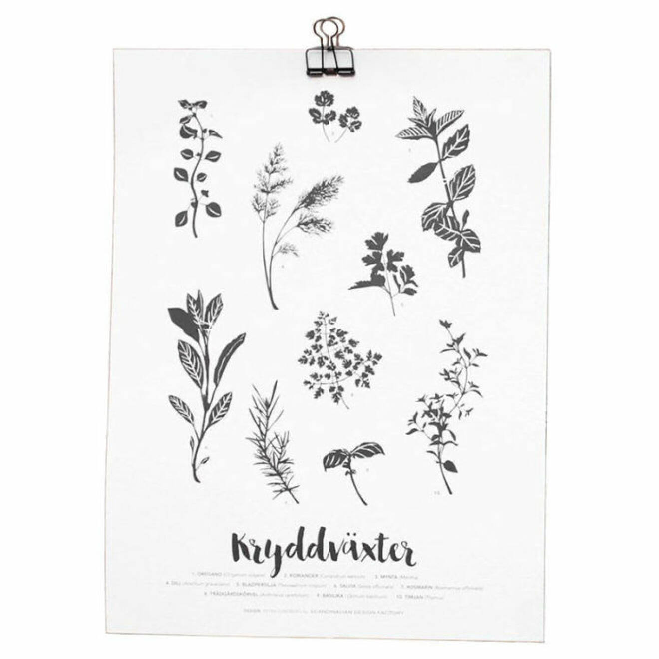 Poster med kryddväxter från Scandinavian Design Factory.