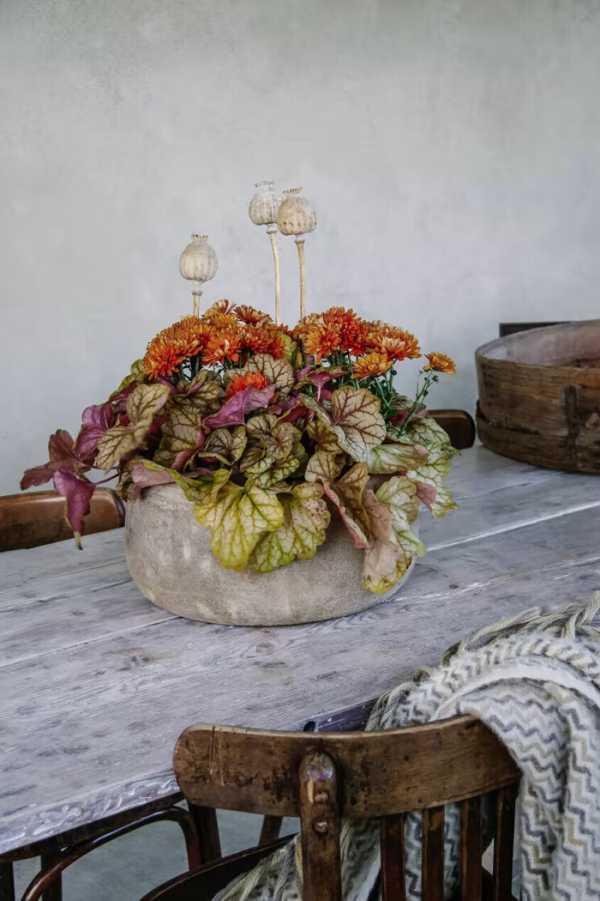 Krysantemum är känd för sitt höstiga uttryck, men passar lika bra andra tider på året. Snittblommor enligt stjärntecken blomtrender, krysantemum