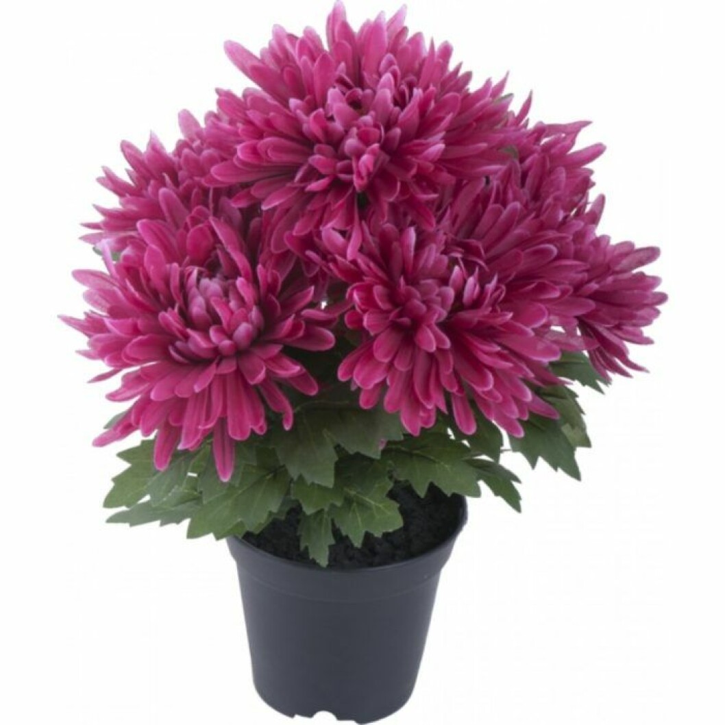 Foto: Plantagen Krysantemum rensar luften.