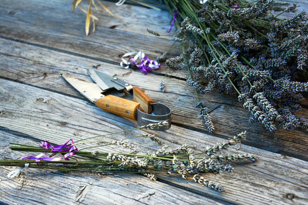 Små knippen av lavendel doftar gott och motar bort malen. lavendel