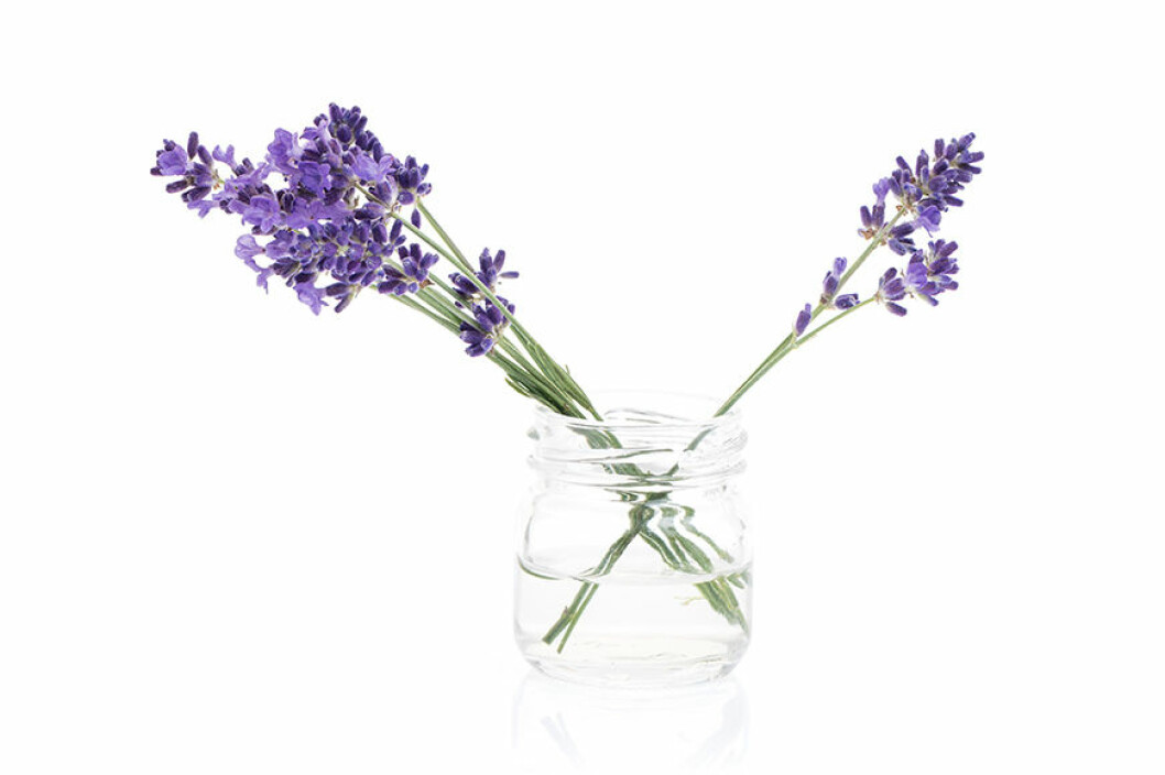 Lavendel