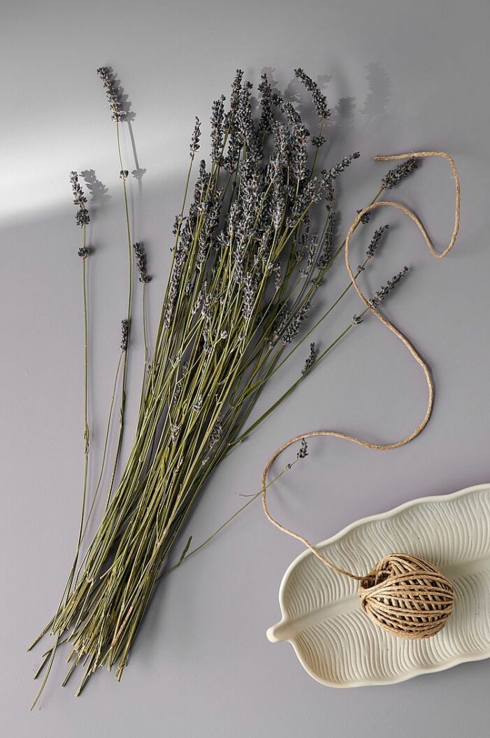köpa lavendel