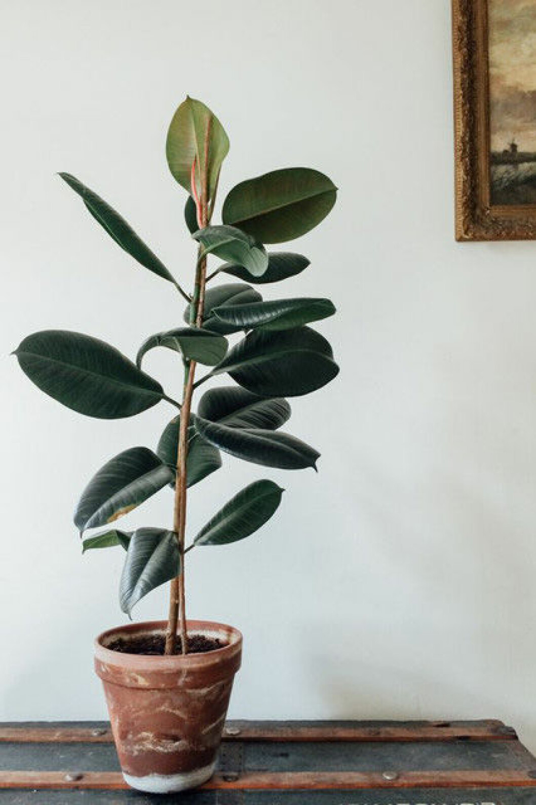 Foto: <a href="http://www.lonny.com/Design+People+Predict+2017's+Biggest+Trends/articles/wkEGUlP_4v7/Rubber+Plant" target="_blank" rel="noopener">Lonny</a> Fönsterfikus