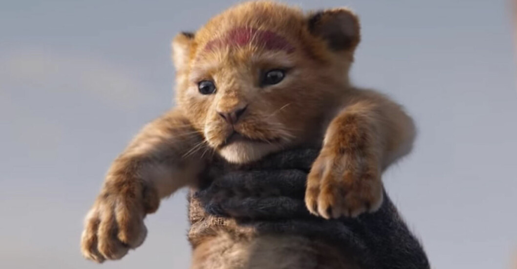 Otecknade Lejonkungen kommer 2019. Foto: Disney Otecknade Lejongkungen.