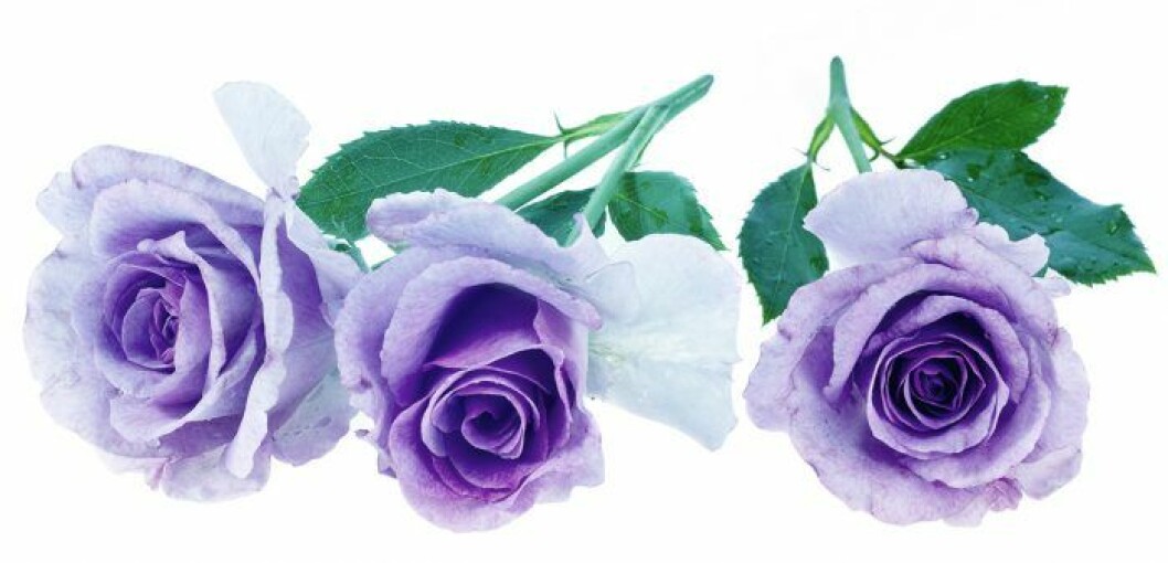lila-rosor-betydelse
