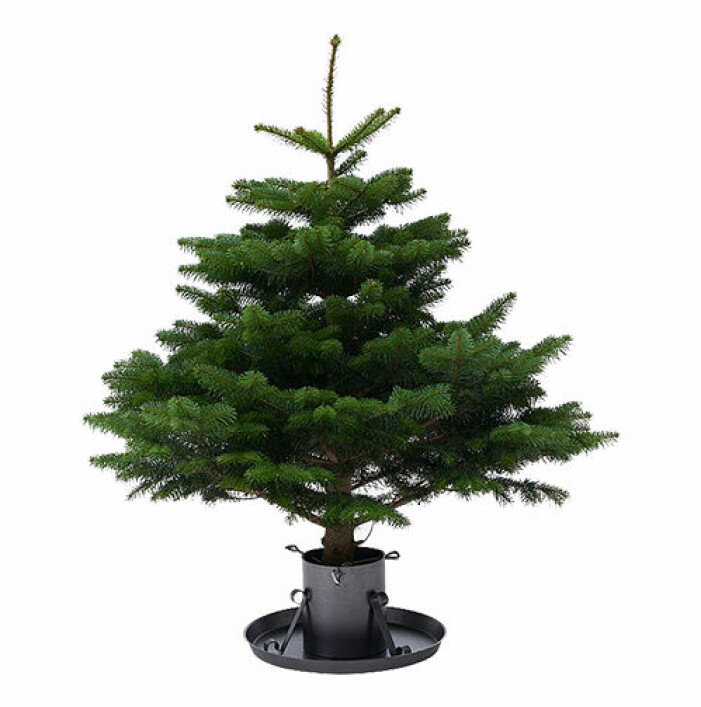 liten julgran