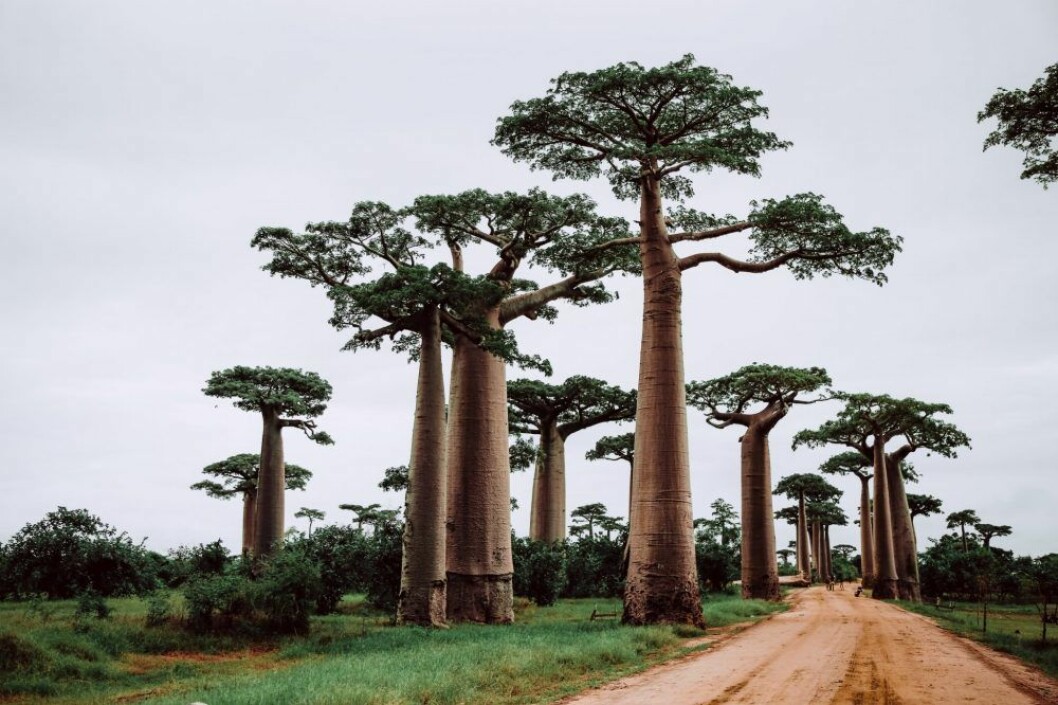 Madagaskar, skytten