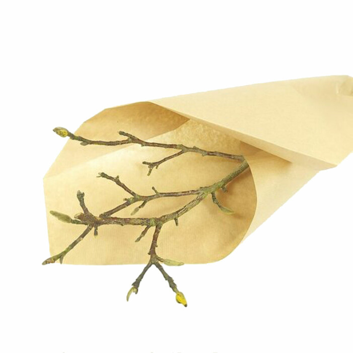 magnoliakvist
