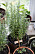 Medelhavsväxter att odla på balkong och uteplats, rosmarin