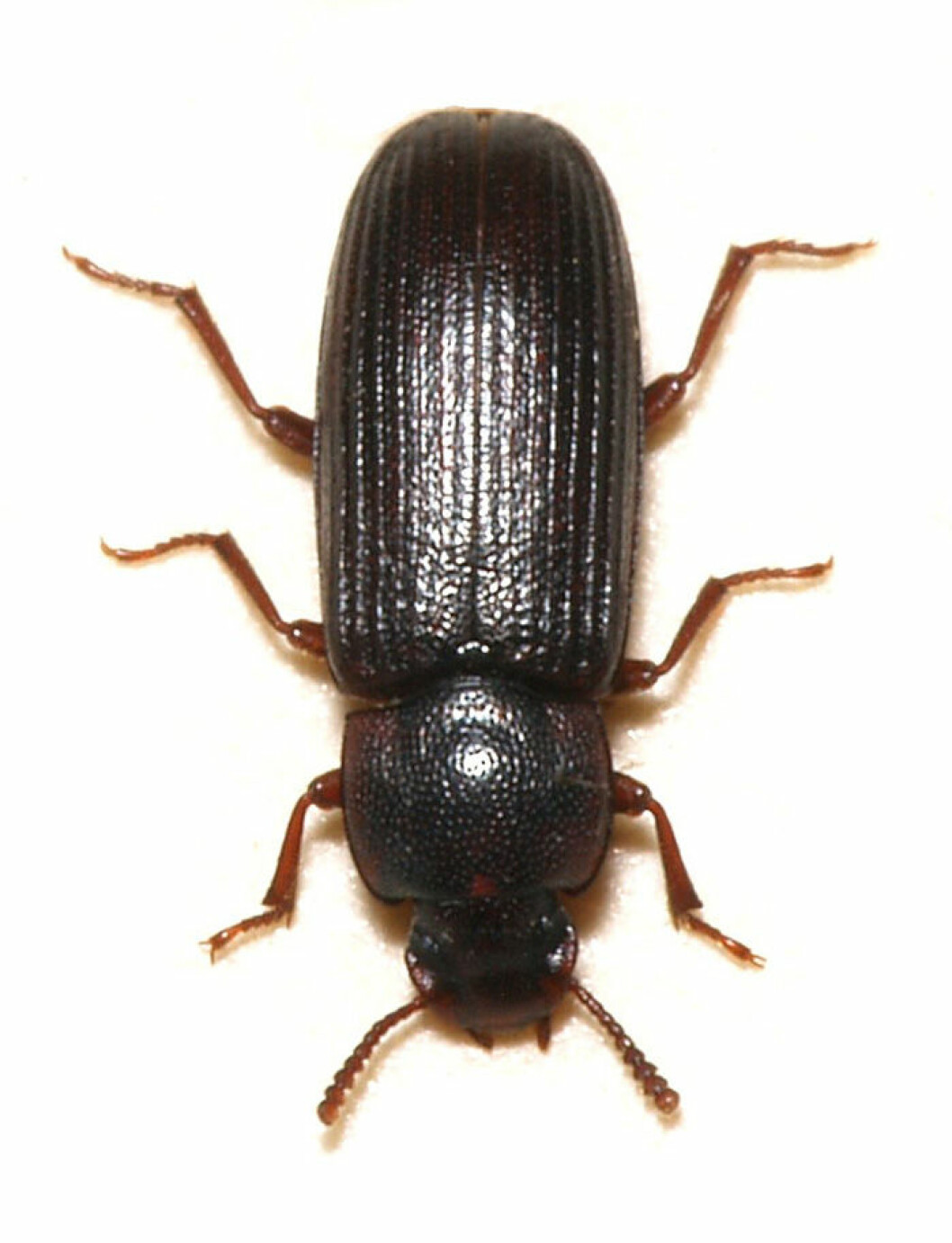 Mjölbagge. Foto: <a href="https://commons.wikimedia.org/wiki/File:Tribolium.destructor.jpg" target="_blank" rel="noopener">Wikimedia</a> Mjölbagge. Foto: S