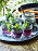 Bjud på mojito med lavendelsyrup