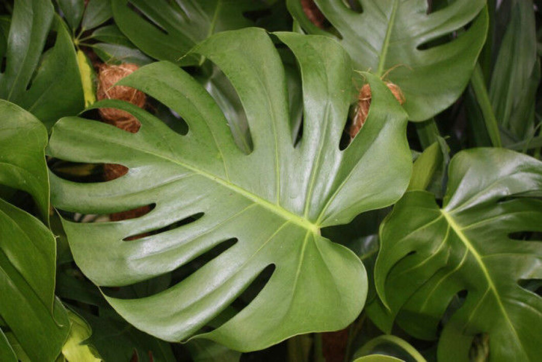 Via: blomsterlandet.se Monstera är lättskött.