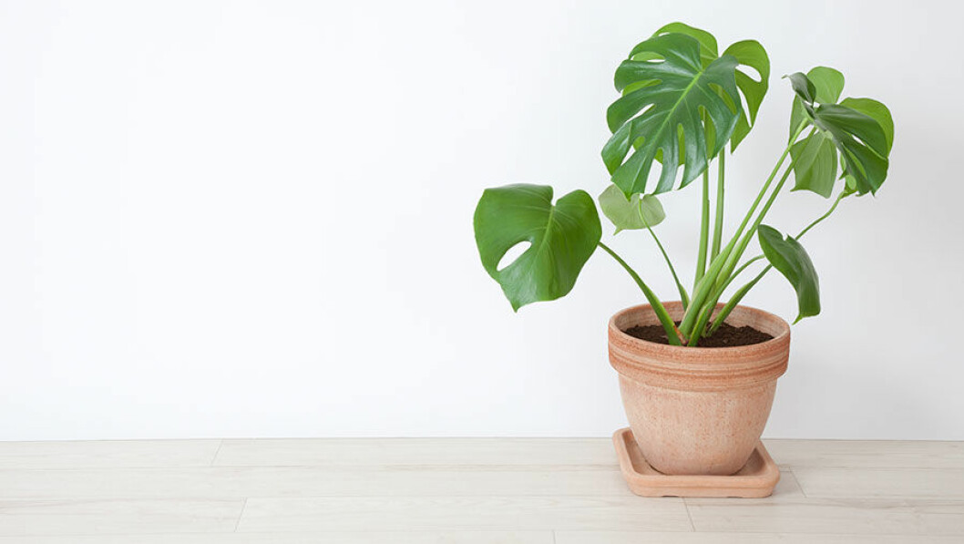 Foto: Shutterstock monstera