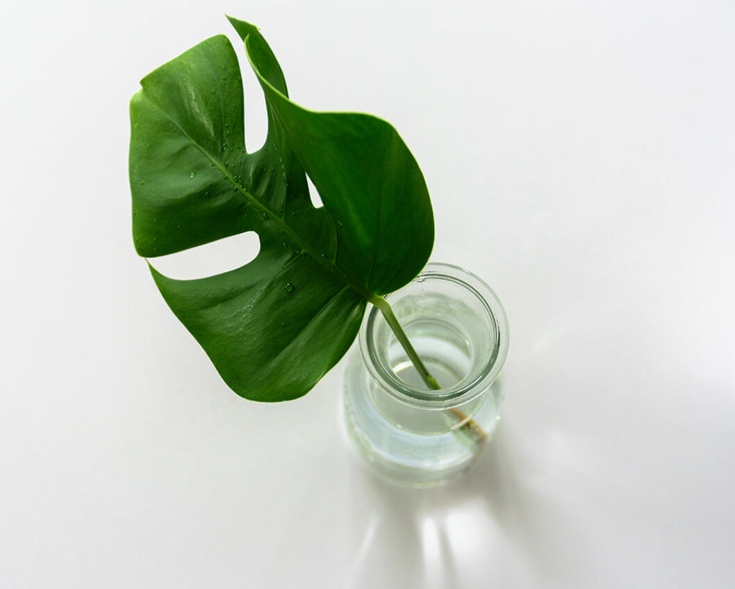 Sticklingar har blivit en favorit på second hand-sajterna! Foto: Shutterstock Monstera stickling