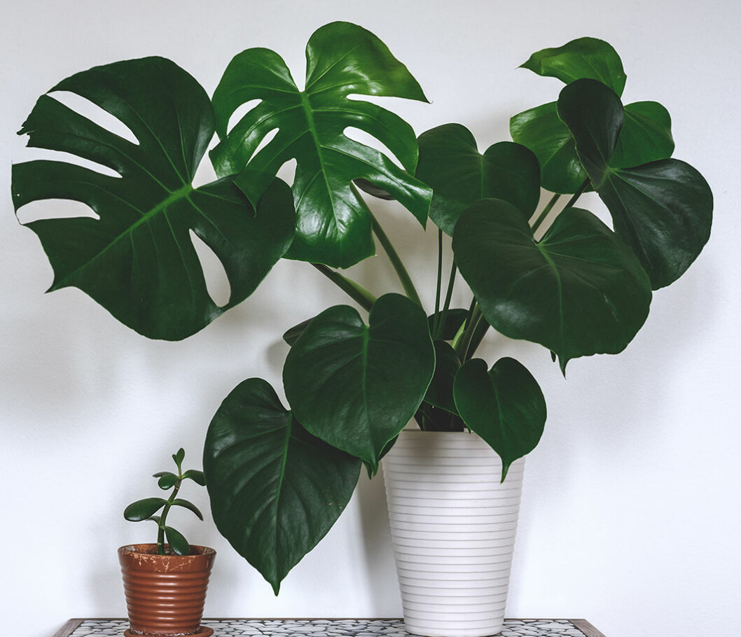 Foto: IBL Så tar du stickling av monstera
