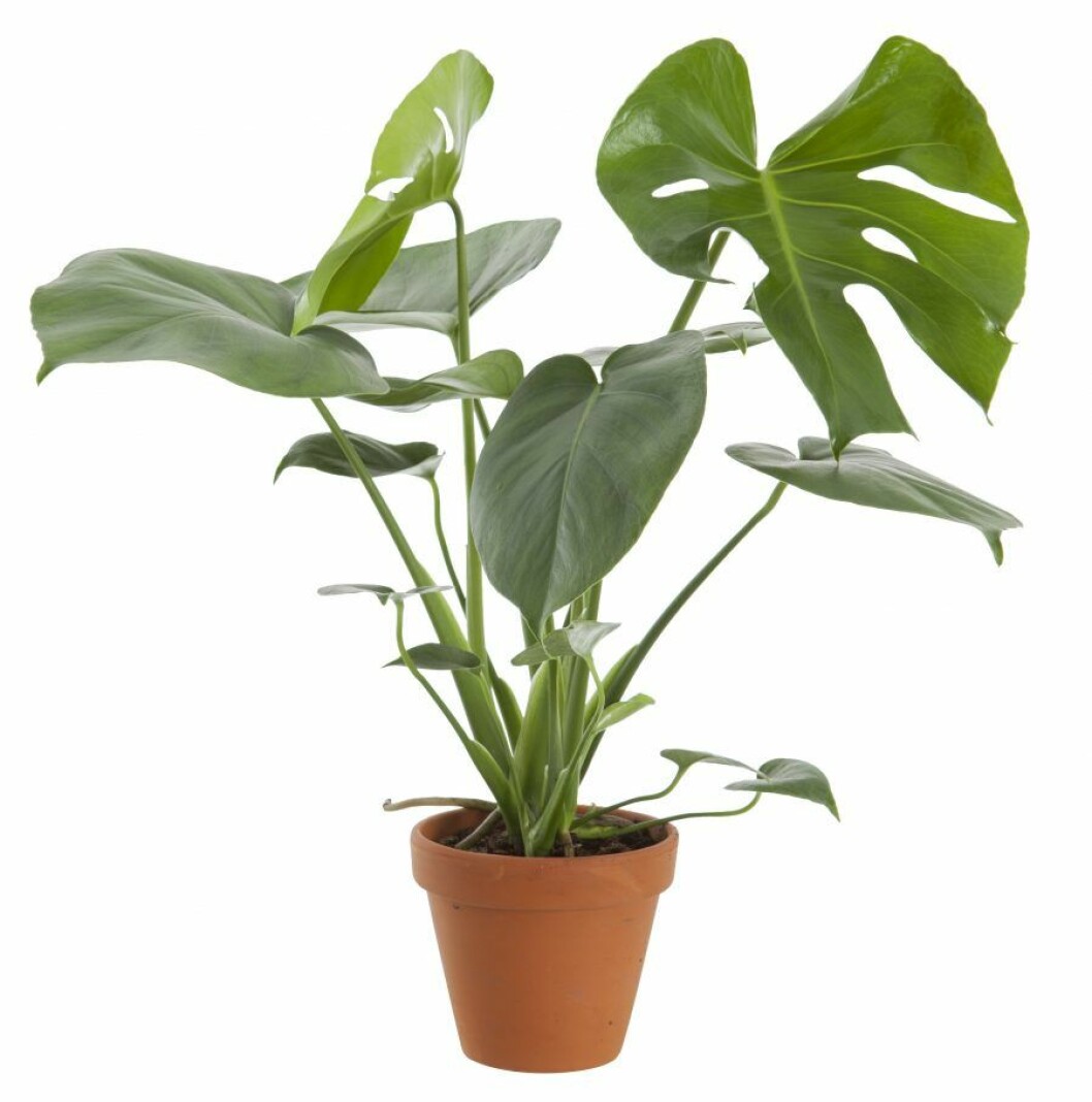 Monstera_blomsterlandet