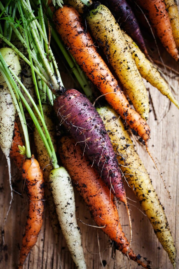 Foto: Shutterstock odla morötter i olika sorter