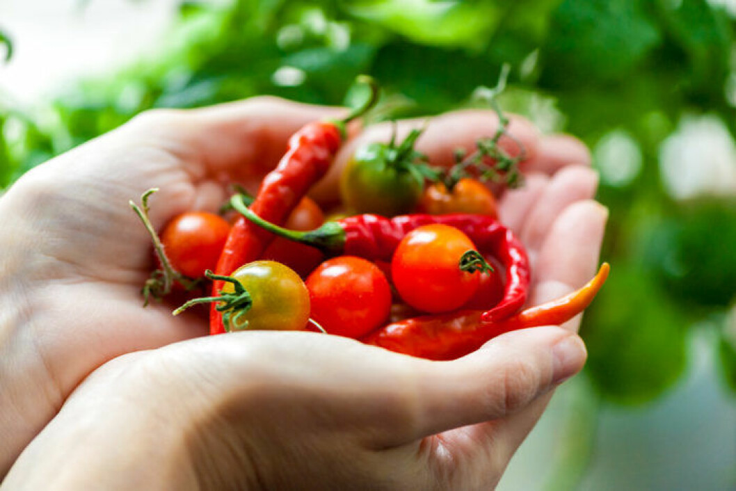 Tomater och chili är enkelt att odla.