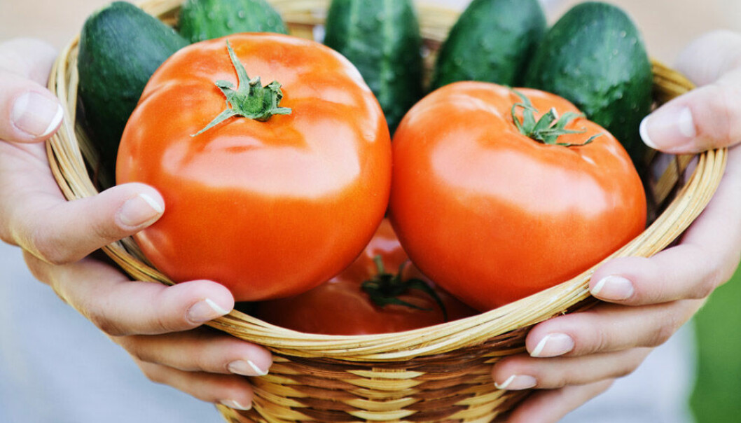 Odla dina egna tomater. Foto: Shutterstock