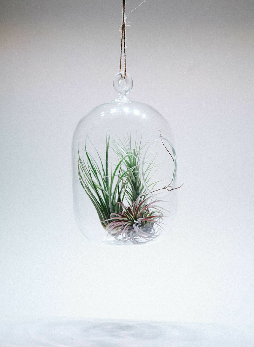 Tillandsia är ett släkte växter som inte behöver stå i jord eller vatten för att överleva. Foto: Aeroteket.