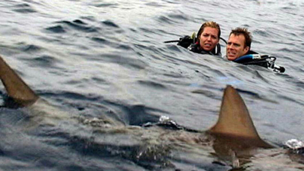 Open Water (2003)