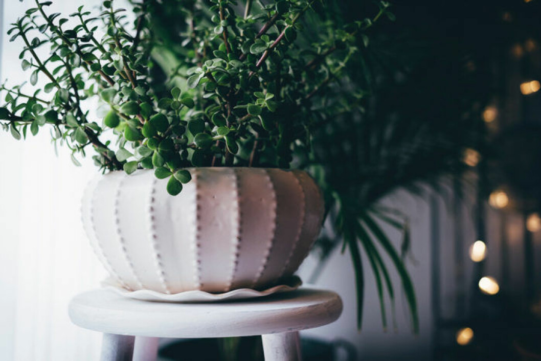 Foto: Unsplash Paradisträd i stor, vit kruka