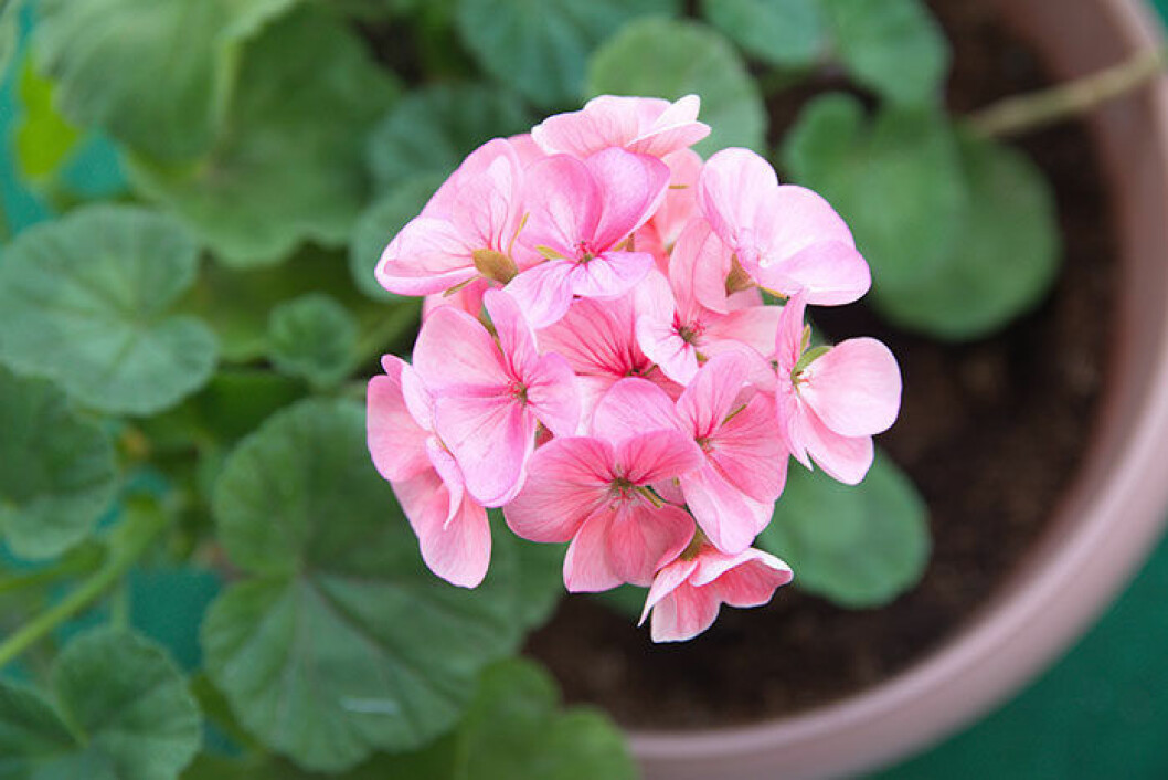 Bland annat pelargoner besprutas med paklobutrazol.