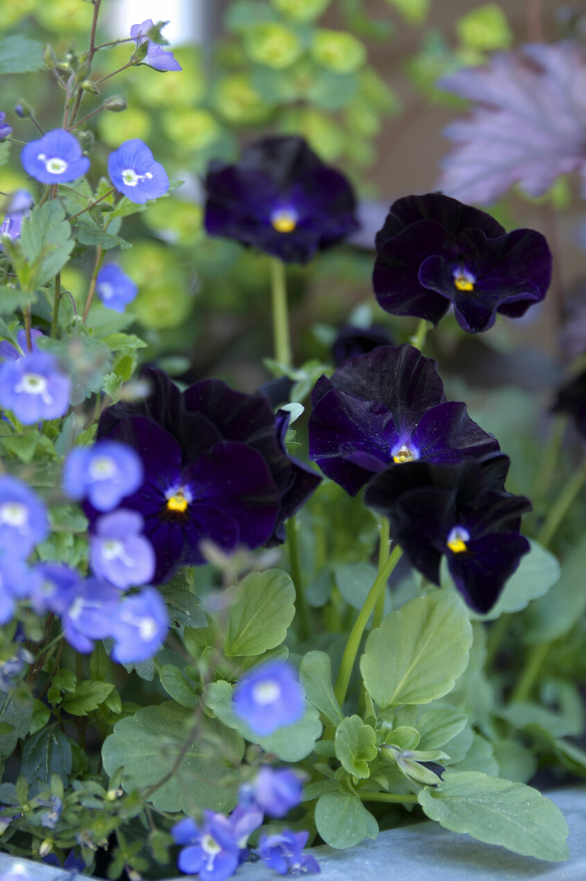Penséer tillför en diskret men upplyftande färgklick, perfekt för skytten. Snittblommor enligt stjärntecken blomtrender, penséer