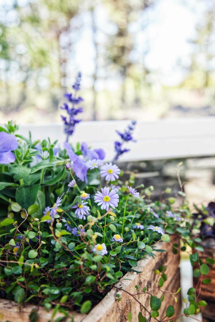 Foto: Blomsterlandet personliga planteringar med mycket färg